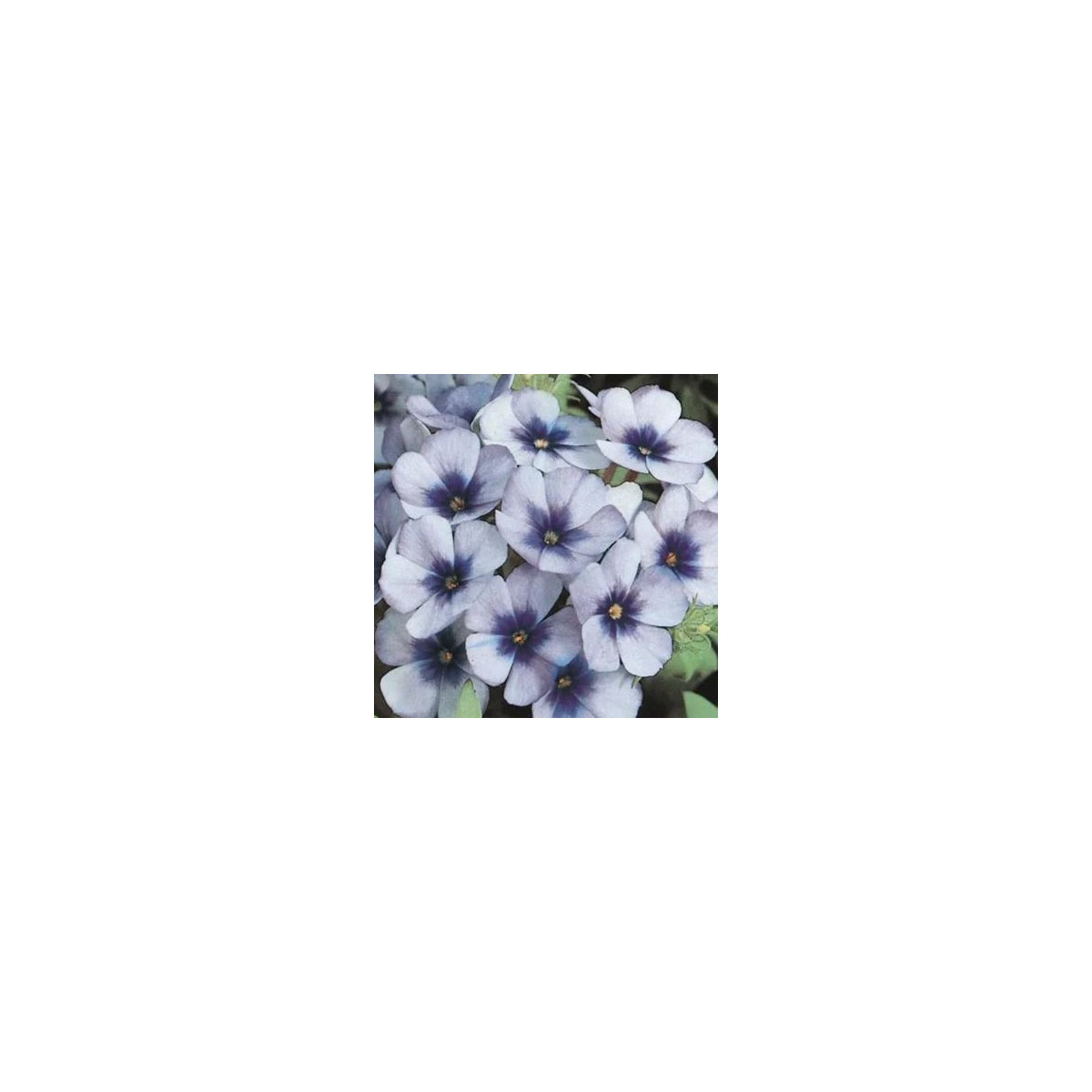 Plamienka Dolly F1 Sky Blue - Phlox drummondii - semená plamienky - 50 ks