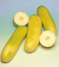 Uhorka šalátová Travito F1 - Cucumis sativus - semená uhorky - 10 ks