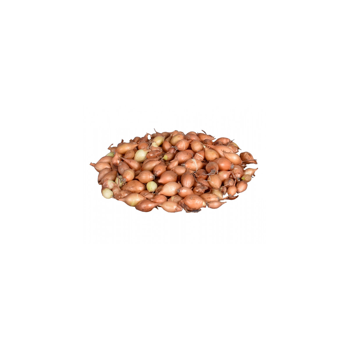 Cibuľa sadzačka žltá Hercules jarná - Allium cepa - cibuľky - 250 g