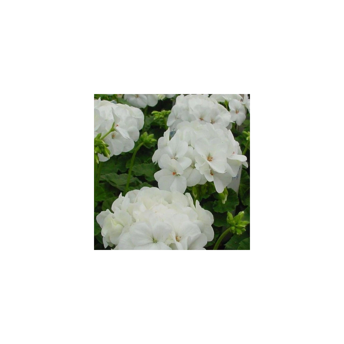 Muškát páskatý Blanka F1 - Pelargonium zonale - semená muškátu - 6 ks