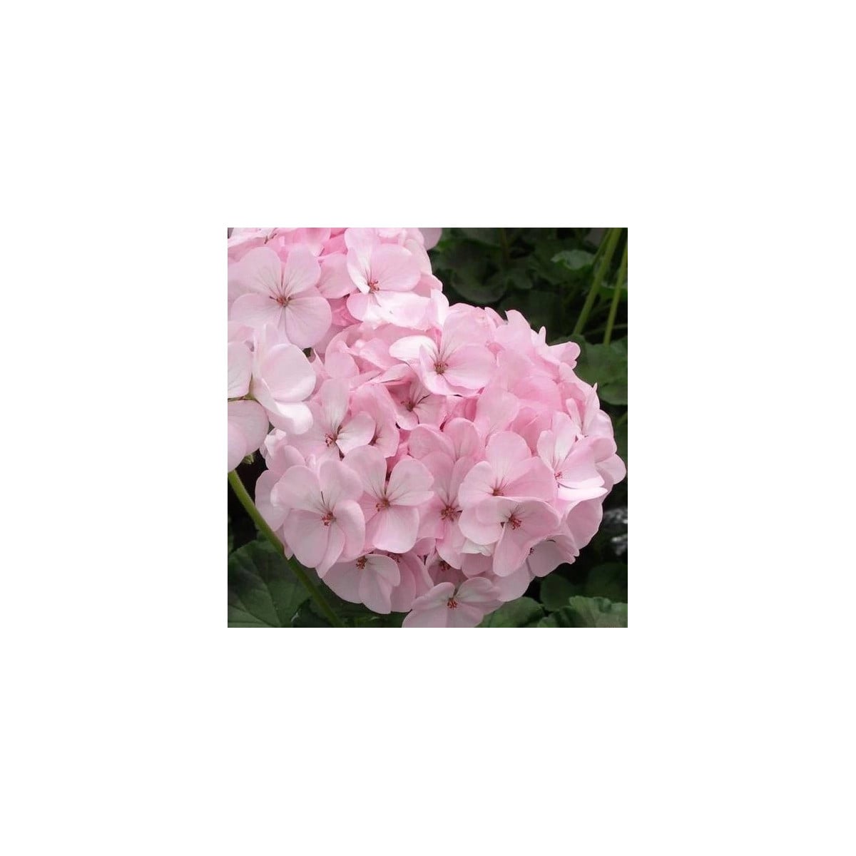 Muškát páskatý Jarka F1 - Pelargonium zonale - semená muškátu - 6 ks