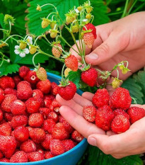 Lesné jahody Mignonette - Fragaria vesca - semená - 10 ks