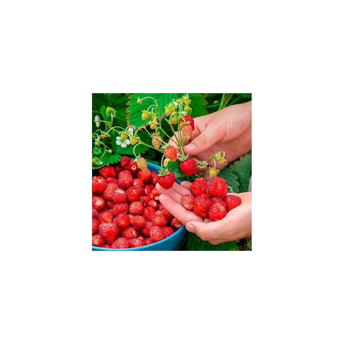Lesné jahody Mignonette - Fragaria vesca - semená - 10 ks