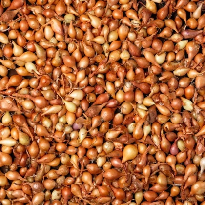 Cibuľa sadzačka Všetana - Allium cepa - cibuľky - 500 g
