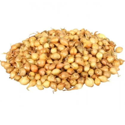 Cibuľa sadzačka Štutgart - Allium cepa - cibuľky - 500 g