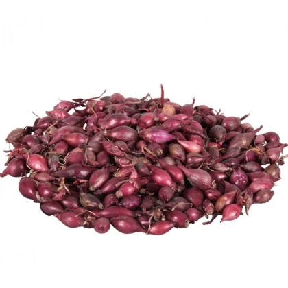 Cibuľa sadzačka Karmen jarná - Allium cepa - cibuľky sadzačky - 250 g