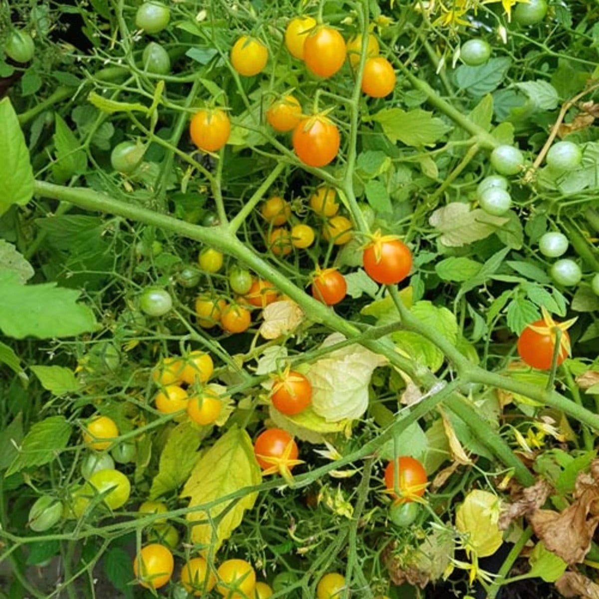 Paradajka kríčková Microberry - Solanum lycopersicum - semená paradajok - 6 ks