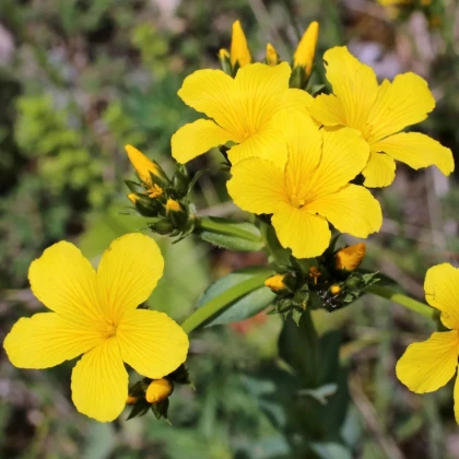 Ľan hlavatý - Linum capitatum - semená ľanu - 100 ks