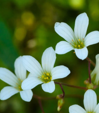 Lomikameň zrnatý - Saxifraga granulata - semená lomikameňa - 100 ks