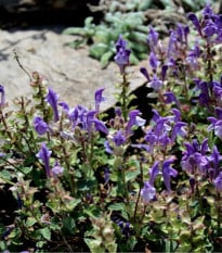 Šišiak alpský - Scutellaria alpina - semená šišiaka - 15 ks