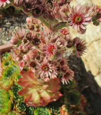 Skalnica strechová - Sempervivum tectorum - semená netraska - 30 ks