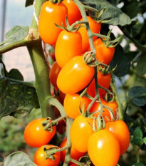 Paradajka tyčková Dattorange F1 - Solanum lycopersicum - semená paradajky - 6 ks