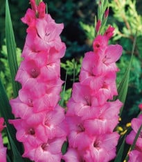 Gladiola Fidelio - Gladiolus - hľuzy mečíka - 3 ks