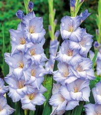Gladiola Cobain - Gladiolus - hľuzy mečíka - 3 ks