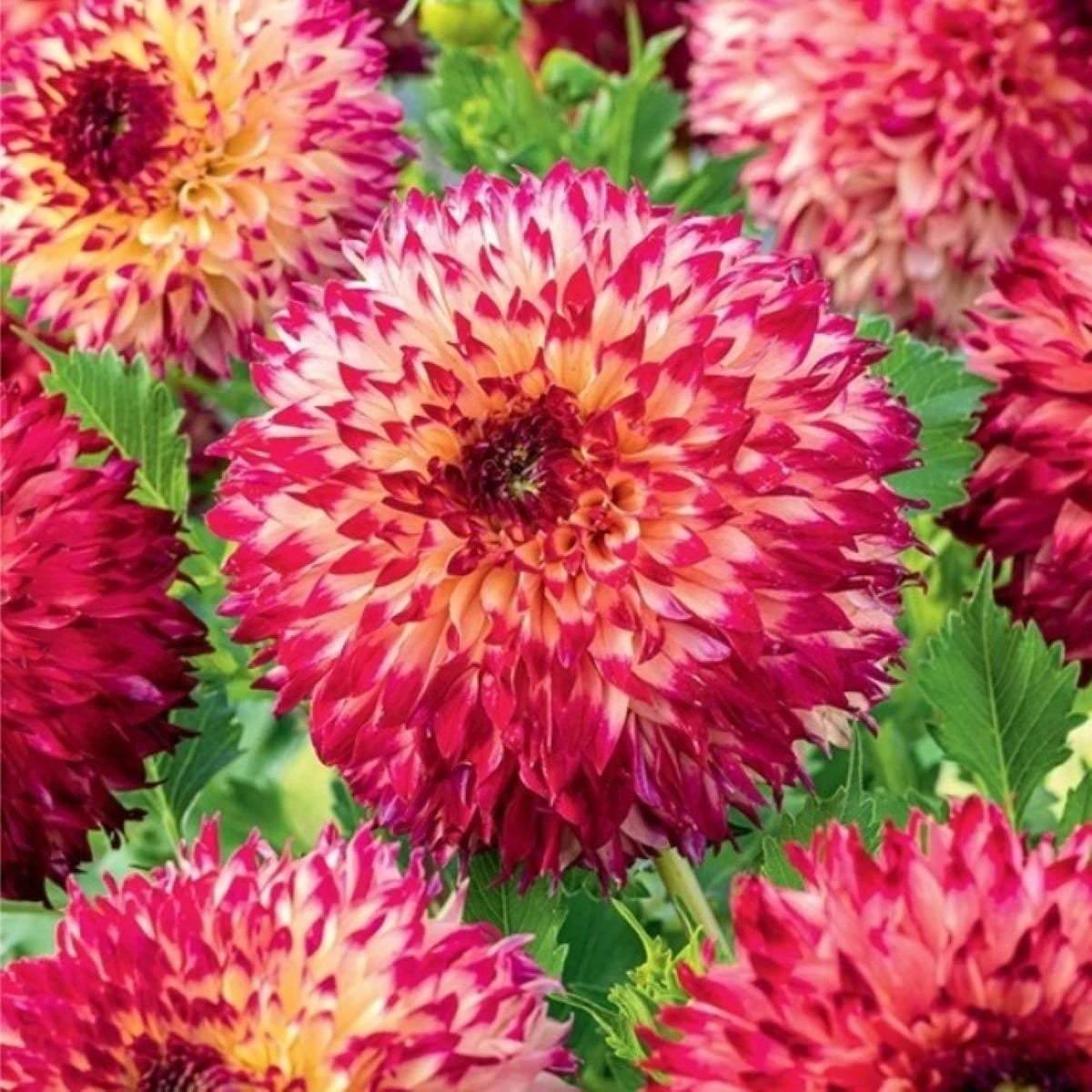 Georgína Aiyana - Dahlia - hľuzy georgíny - 1 ks