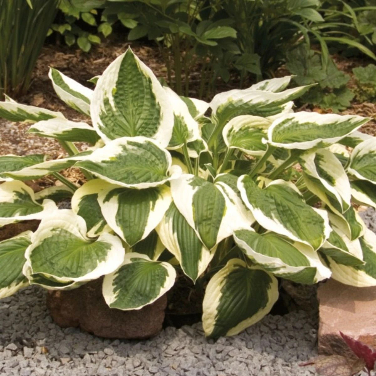 Funkia - Hosta Patriot - hľuzy funkie - 1 ks