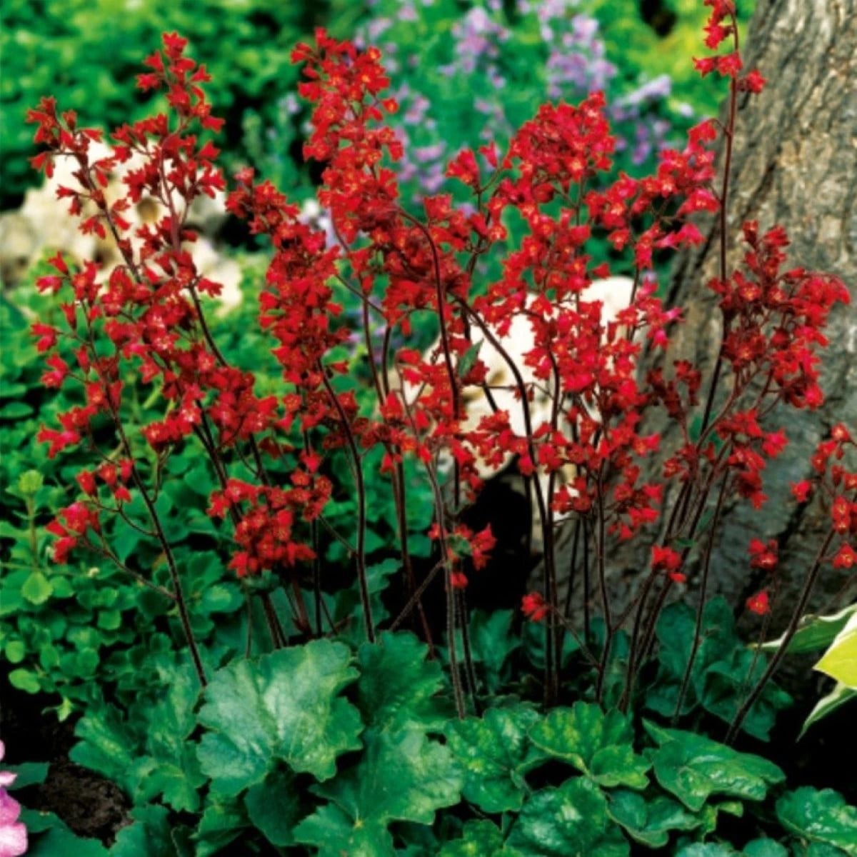 Heuchera krvavá - Heuchera sanquinea - jednoducho korenené sadenice dlhušky - 1 ks