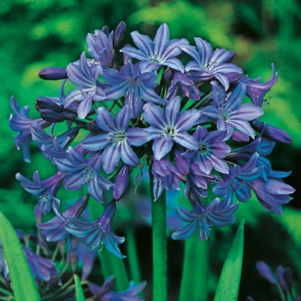 Kalokvet modrý - Agapanthus praecox - voľnokorenné sadenice kalokvetu - 1 ks