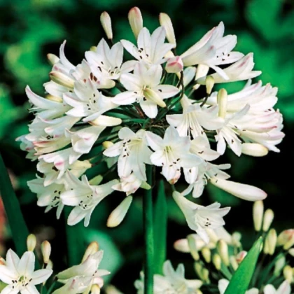 Kalokvet biely - Agapanthus praecox - voľnokorenné sadenice kalokvetu - 1 ks