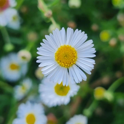 Turan Karwinského Profusion - Erigeron karvinskianus - semená turanu - 50 ks