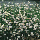 Turan Karwinského Profusion - Erigeron karvinskianus - semená turanu - 50 ks
