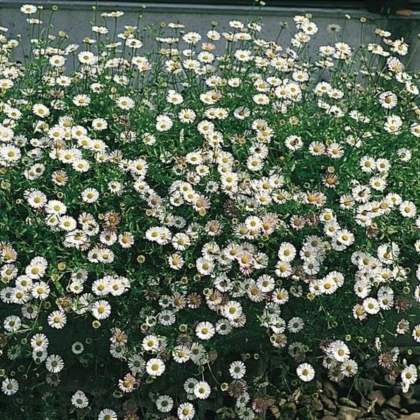 Turan Karwinského Profusion - Erigeron karvinskianus - semená turanu - 50 ks