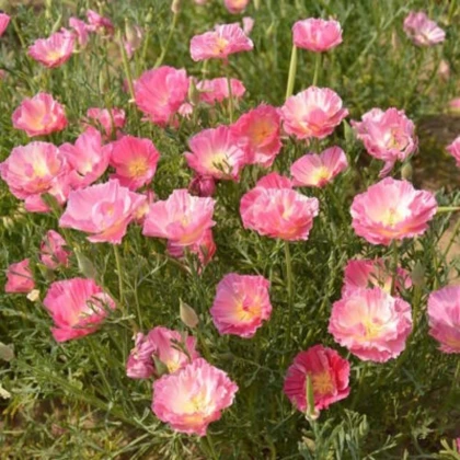 Slncovka kalifornská plnokvetá ružová - Eschscholzia californica - semená slncovky - 150 ks