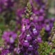 Angelónia úzkolistá Serenita purple - Angelonia serenita - semená angelónie - 6 ks