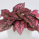Podrastovka listoklasá Splash Select Rose - Hypoestes - semená podrastovky - 30 ks