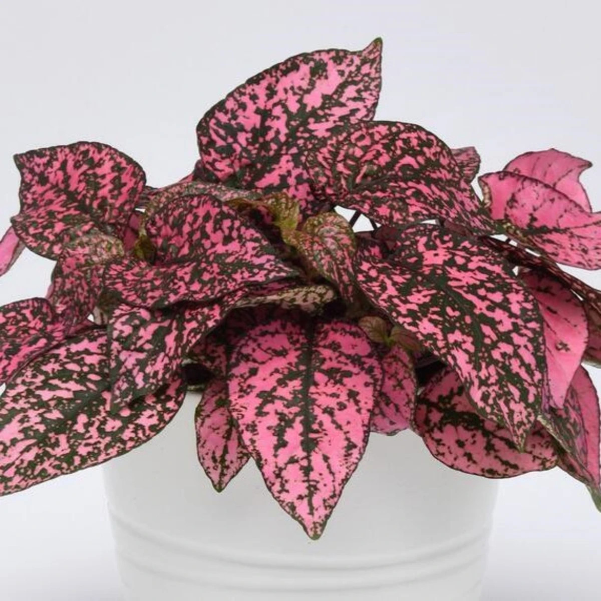 Podrastovka listoklasá Splash Select Rose - Hypoestes - semená podrastovky - 30 ks