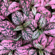 Podrastovka listoklasá Splash Select Rose - Hypoestes - semená podrastovky - 30 ks