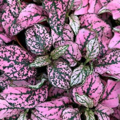 Podrastovka listoklasá Splash Select Rose - Hypoestes - semená podrastovky - 30 ks