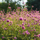 Gomfréna Fireworks - Gomphrena pulchella - semená gomfrény - 20 ks