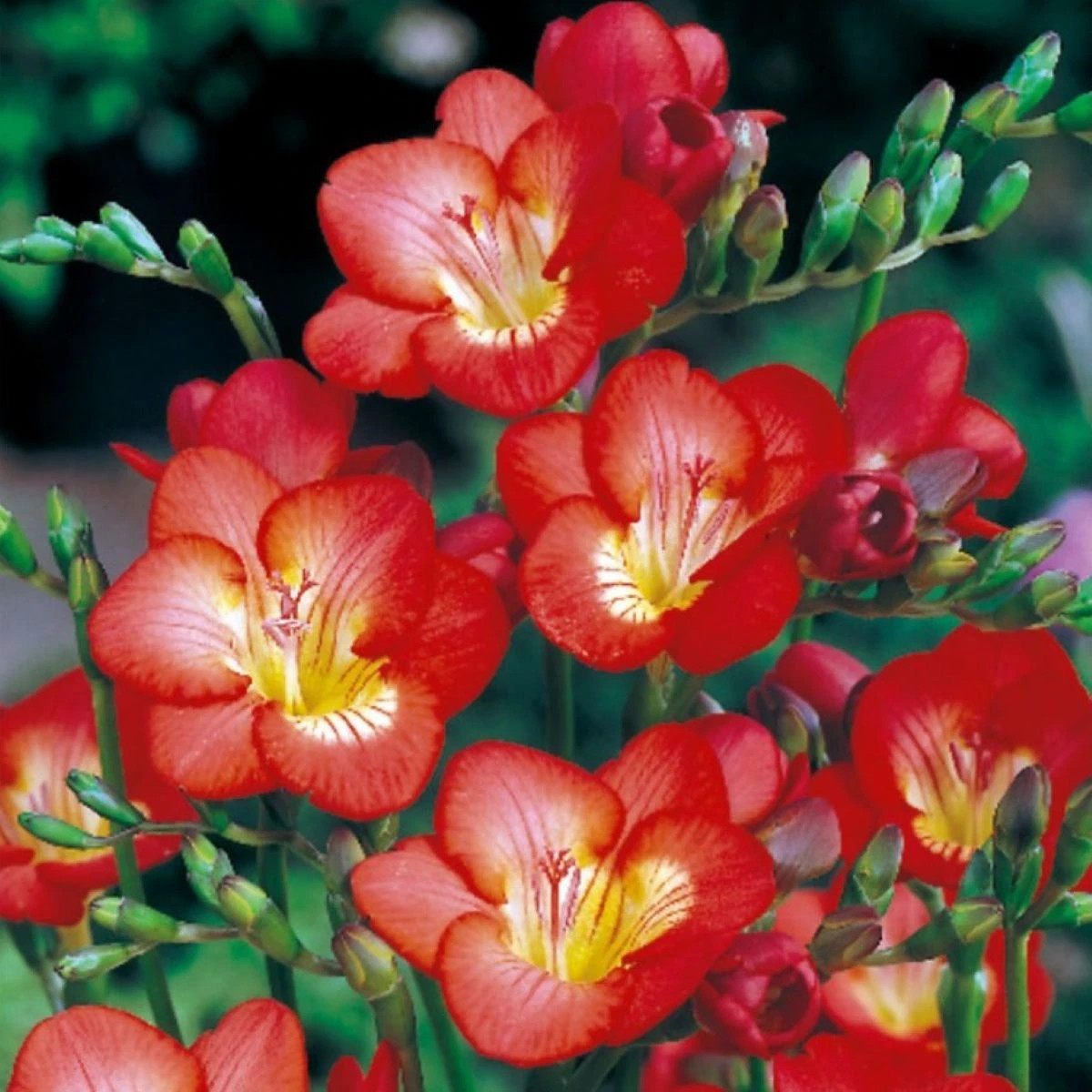 Frézia červená - Freesia - hľuzy frézie - 3 ks