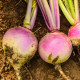 Turín Magres – Brassica napus var. napobrassica – semená kvaka