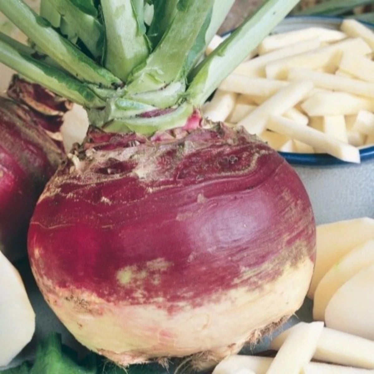 Kvaka Gowrie – Brassica napus var. napobrassica – semená kvaky