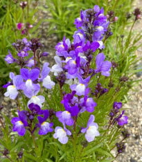 Línia marocká Licilia Azure - Linaria maroccana - semena lnice - 100 ks