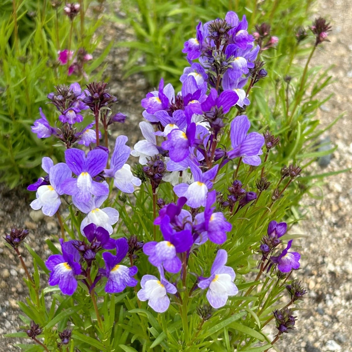 Línia marocká Licilia Azure - Linaria maroccana - semena lnice - 100 ks