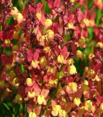 Línia marocká Licilia Peach - Linaria maroccana - semená lnice - 30 ks