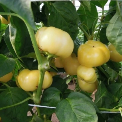 Paprika ročná Jablina F1 - Capsicum annuum - semená papriky - 10 ks
