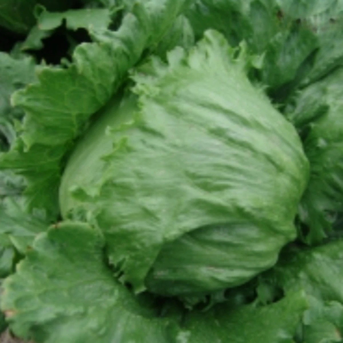 Šalát ľadový Stamir - Lactuca sativa L. var. capitala - semená šalátu - 300 ks