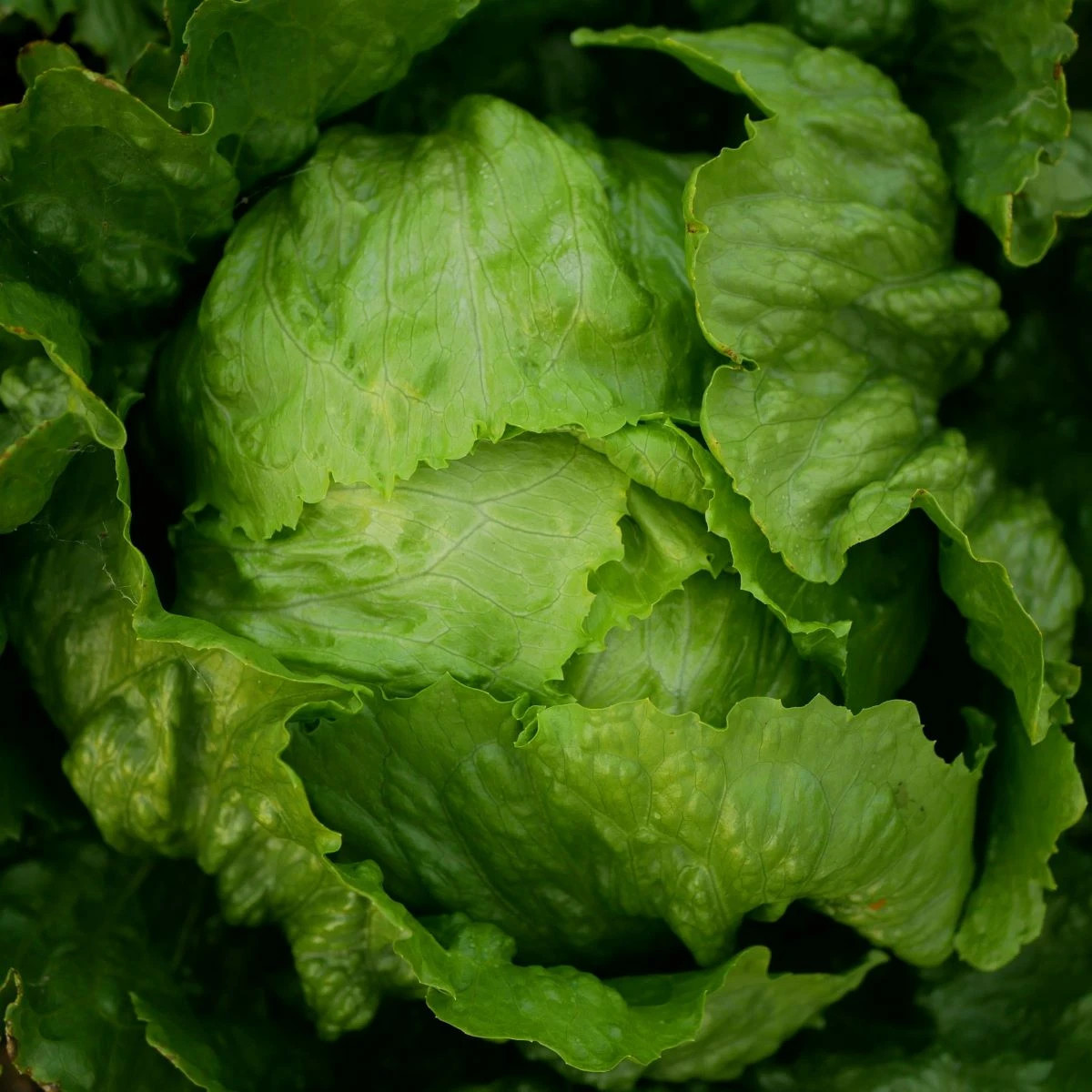 Šalát ľadový Stamir - Lactuca sativa L. var. capitala - semená šalátu - 300 ks