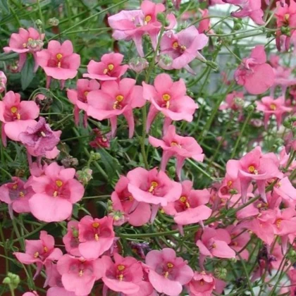 Ostrohatka barberina Pink Queen - Diascia barbeae - semená ostrohatky - 50 ks
