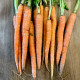 Mrkva Babetka F1 - Daucus carota - semená mrkvy - 300 ks