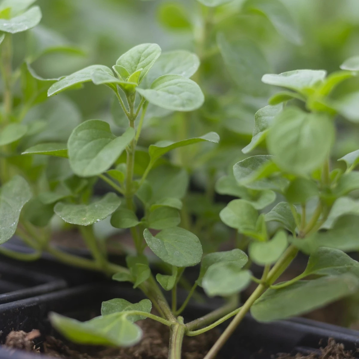 Majorán záhradný Marietta - Origanum Majorana L. - semená majoránu - 300 ks