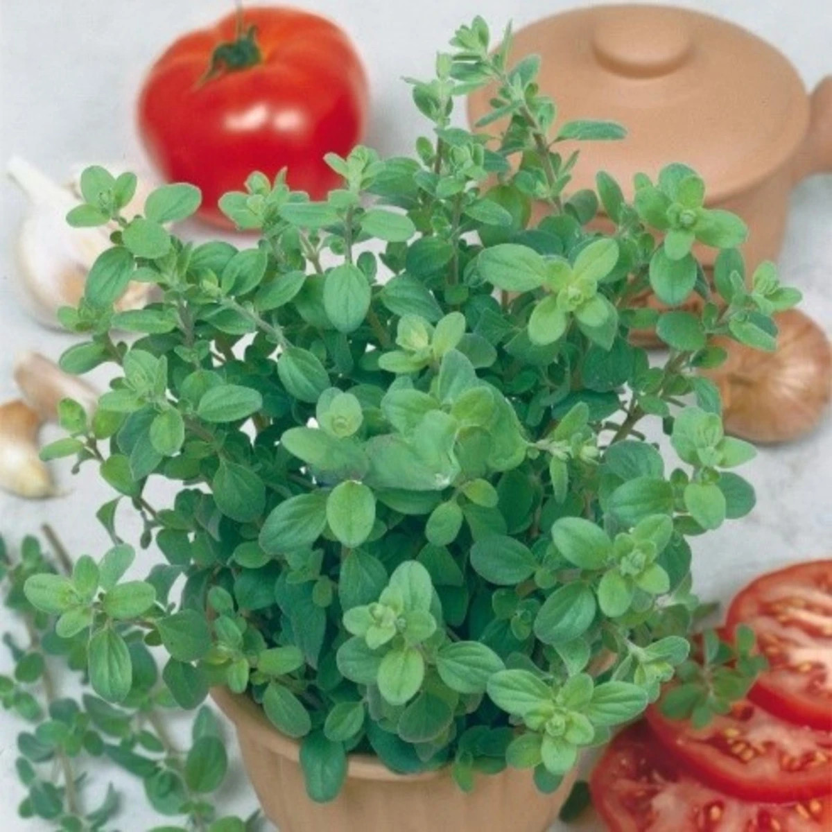 Majorán záhradný Marietta - Origanum Majorana L. - semená majoránu - 300 ks