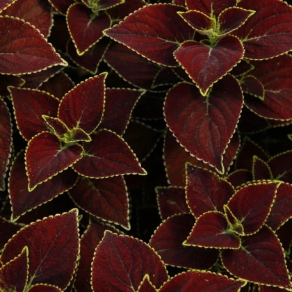 Africká žihľava Sun Chocolate Mint - Coleus blumei - semená africkej žihľavy - 20 ks