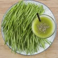 BIO microgreens súprava - mladá pšenica, pšeničná tráva - Sperli - 1 ks