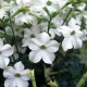 Tabak Perfume White F1 - Nicotiana - semená tabaku - 50 ks