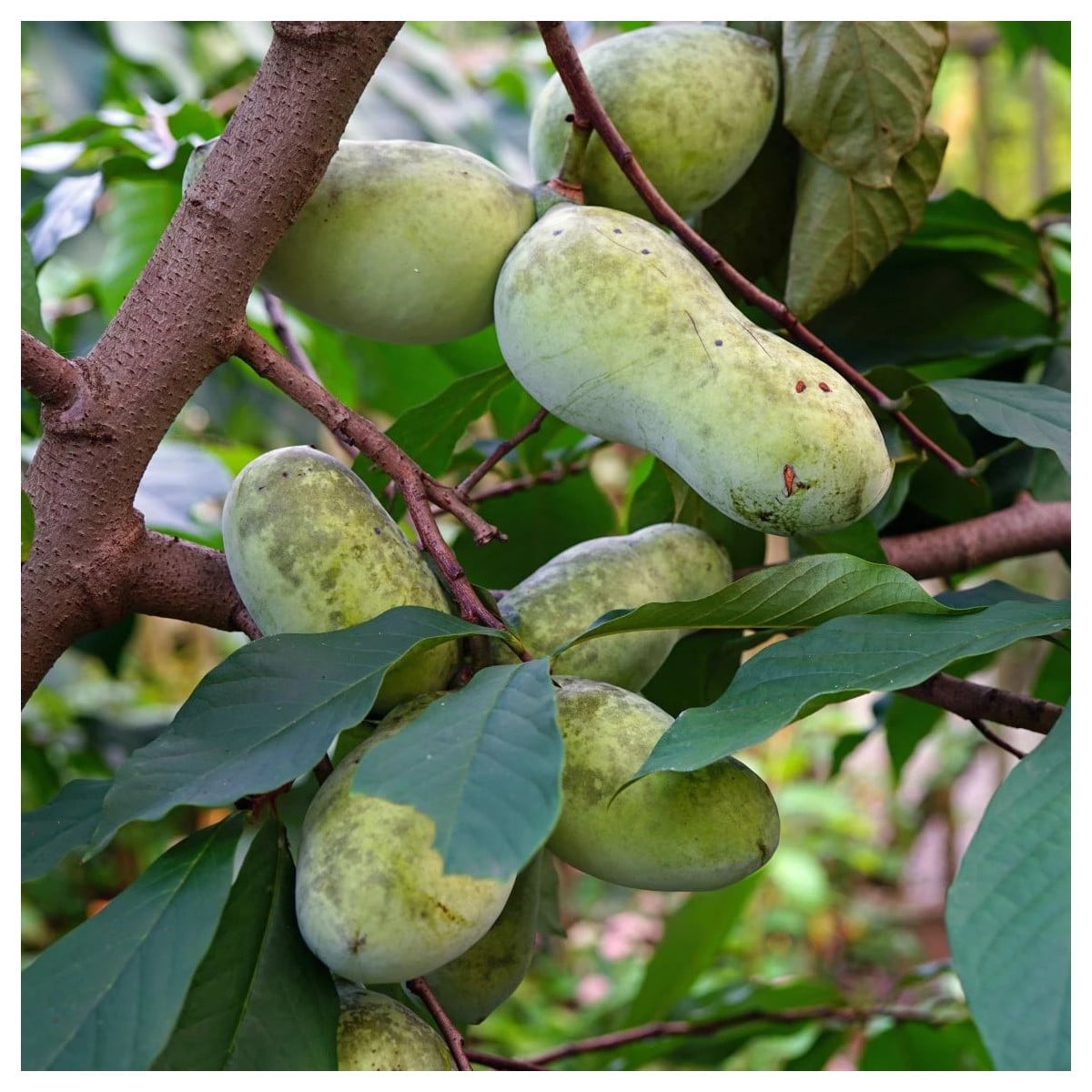 Indiánsky banán Paw Paw - Asimina triloba - semená indiánskeho banánu - 4 ks